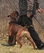 Agent