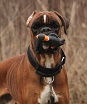 Agent
