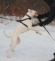 Berta