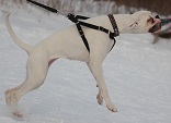 Berta