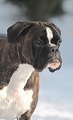 Greta