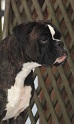 Greta