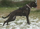 Greta