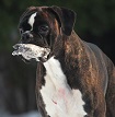 Greta