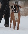 Lucek