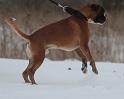 Lucek