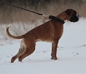 Lucek