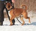 Lucek