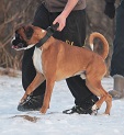 Lucek