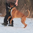 Lucek