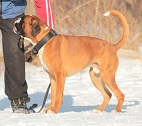 Lucek